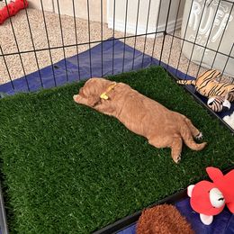 Goldendoodle Puppies from GG's Doodles