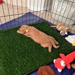 Goldendoodle Puppies from GG's Doodles