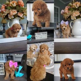 Poodle Puppies from Puppy Love 4ever