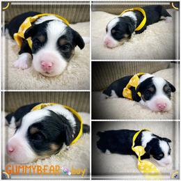 Gummybear - Black tri-color male Aussiedoodle puppy in Houston, Texas from Jomelkin Furry Pals