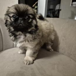 Pekingese Puppies from Megan Day