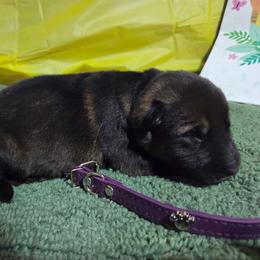 Purple - Sable female German Shepherd puppy in Motley, Minnesota from Von Thomson Haus