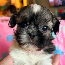 Sarah - Black gold and white female Shih Tzu puppy in Hemet, California from Aloha Shih Tzu