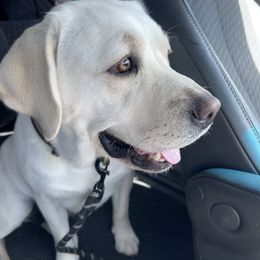 Averi - Labrador Retriever