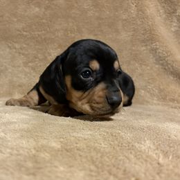 Boy 1 - Black and tan male Dachshund puppy in Yuma, Arizona from M's puppy love
