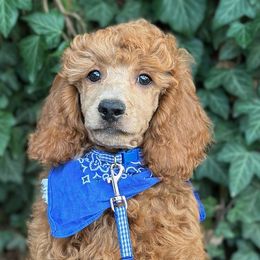 Ian - Male - Moyen - AKC Poodle - Apricot Poodle puppy in Caldwell, Idaho from Funny Farm Poodles & Doodles