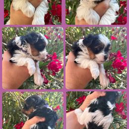 Purple - Black tan and white male Biewer Terrier puppy in Temecula, California from Biewer Puppies USA