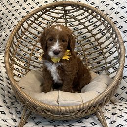 Yellow Collar Male - Red  male Goldendoodle puppy in Bradenton, Florida from Suncoast Goldendoodles
