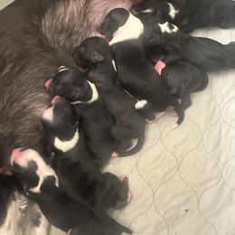 Chinese Crested puppies from Naked & Famous