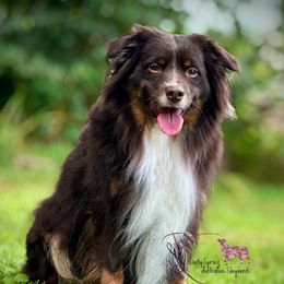 Oliver - Miniature Australian Shepherd