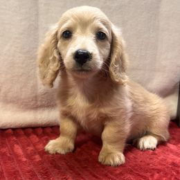 Cream Girl 1 - Cream female Dachshund puppy in Defuniak Springs, Florida from Anastasia Knight's Cocker Spaniels