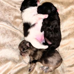 Pomeranian puppies from Somos Pomeranians | Selectively Bred Puppies