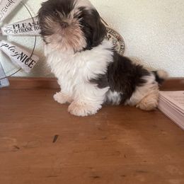 Shih Tzu puppies from Polly Pockets Imperial Shih Tzu’s