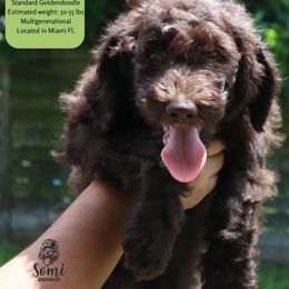 Olaf - Chocolate male Goldendoodle puppy in Palmetto Bay, Florida from SOMIDOODLES