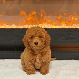 Lucas - Red  male Poodle puppy in Davie, Florida from Dave Poodles