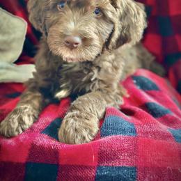Aussiedoodle and Australian Shepherd Puppies from Mr and Mrs Doodle Farm