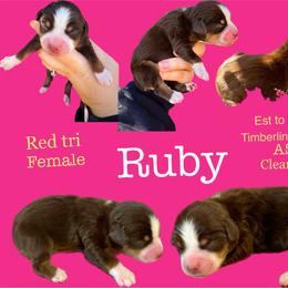 Ruby - Red tri female Miniature Australian Shepherd puppy in Idalou, Texas from Lonesome Pine Mini Aussies