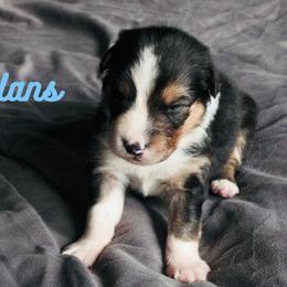 Hans - Black tri-color male Australian Shepherd puppy in Jeddo, Michigan from Blue Water Aussies