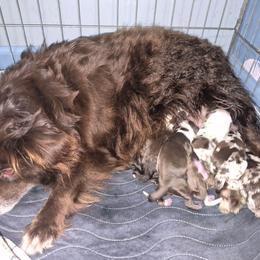 Boy 2 - Red merle male Toy Australian Shepherd puppy in Humansville, Missouri from Tater Tot aussies