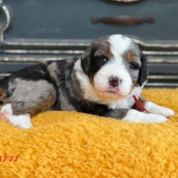 Bugatti - Blue merle male Bernedoodle puppy in Henry, Illinois from Rowe Farms Doodles