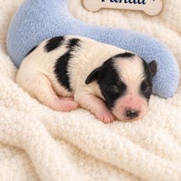 Panda - White male Morkie puppy in Davie, Florida from Sweet Peluditos