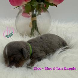 Girl 3 - female Dachshund puppy in Waseca, Minnesota from Dragonfly Doxies