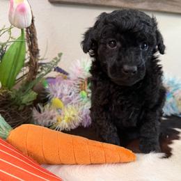 Jupiter - Black female Poodle puppy in Kidder, South Dakota from Continental Cavaliers
