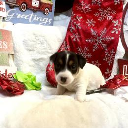 Border Collie and Jack Russell Terrier Puppies from CP FARMS BORDER COLLIES N JACKS CORP