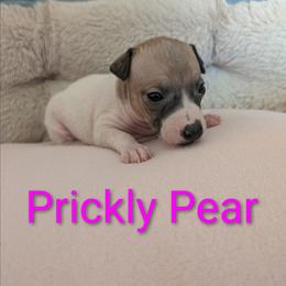 Prickly Pear - Red and white female American Hairless Terrier puppy in Phoenix, Arizona from Bare Valley