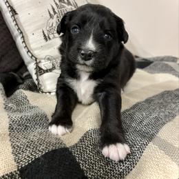 Tecova - Black tri-color female Aussiedoodle puppy in Clara City, Minnesota from Good Shepherd Aussiedoodles