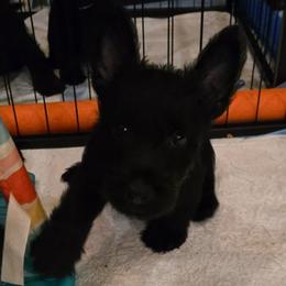 Yellow - Male6 - Black male Scottish Terrier puppy in Conroe, Texas from Scotch McLaren Terriers