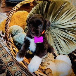 Pink Girl AKC - Liver female Miniature Schnauzer puppy in Pineville, Kentucky from Bell Beards & Brows Min Schnauzers
