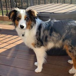 Miniature Australian Shepherd and Toy Australian Shepherd All Grown Up from Rolling Ridge Farms