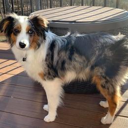 Miniature Australian Shepherd and Toy Australian Shepherd All Grown Up from Rolling Ridge Farms