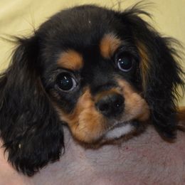 Damian - Cavalier King Charles Spaniel puppy from Mid Lake Cavaliers