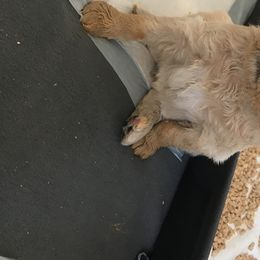 Goldendoodle, Schnoodle, and Sheepadoodle Puppies from Dood Ranch