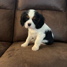 Bandit - Tri-color male Cavalier King Charles Spaniel puppy in St George, Idaho from Cupcake Cavaliers and Cavapoos