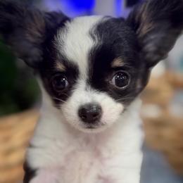 Chihuahua puppies from Camic Cockapoos