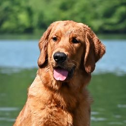 Scarlet - Golden Retriever