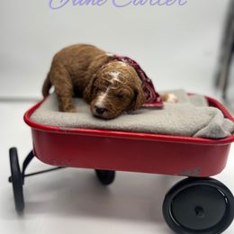 Poodle Puppies from Ruby’s Southern Doodles and Poodles