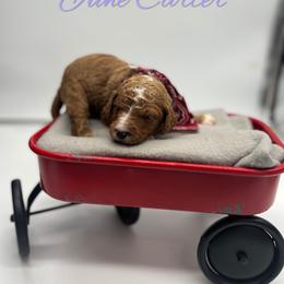 Poodle Puppies from Ruby’s Southern Doodles and Poodles