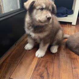 Alaskan Malamute Puppies from Fawn River Malamutes