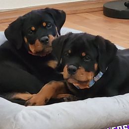 Rottweiler Puppies from GrowlHausRotts