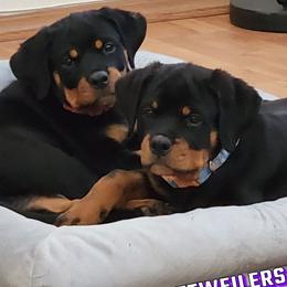Rottweiler Puppies from GrowlHausRotts