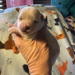 Shemp - Cream and white male Chihuahua puppy in Beaumont, Texas from Anastasia’s Tiny Pupps
