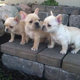French Bulldog Puppies from Willow Farm