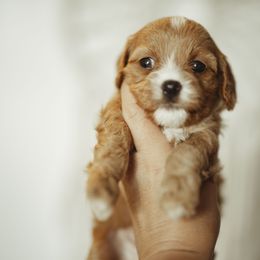 Boy 2 - Red Cavapoo puppy in Moses Lake, Washington from The Cav Family