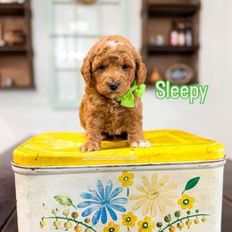 Sleepy - Red male Bernedoodle puppy in West Haven, Utah from Split Mountain Doodles