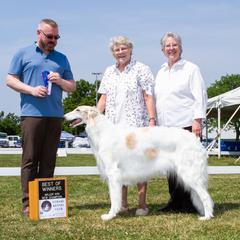 Borzoi All Grown Up from Novgorod