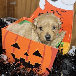 Frankie - Apricot male Maltipoo puppy in Mabelvale, Arkansas from Durham's Designer Poos